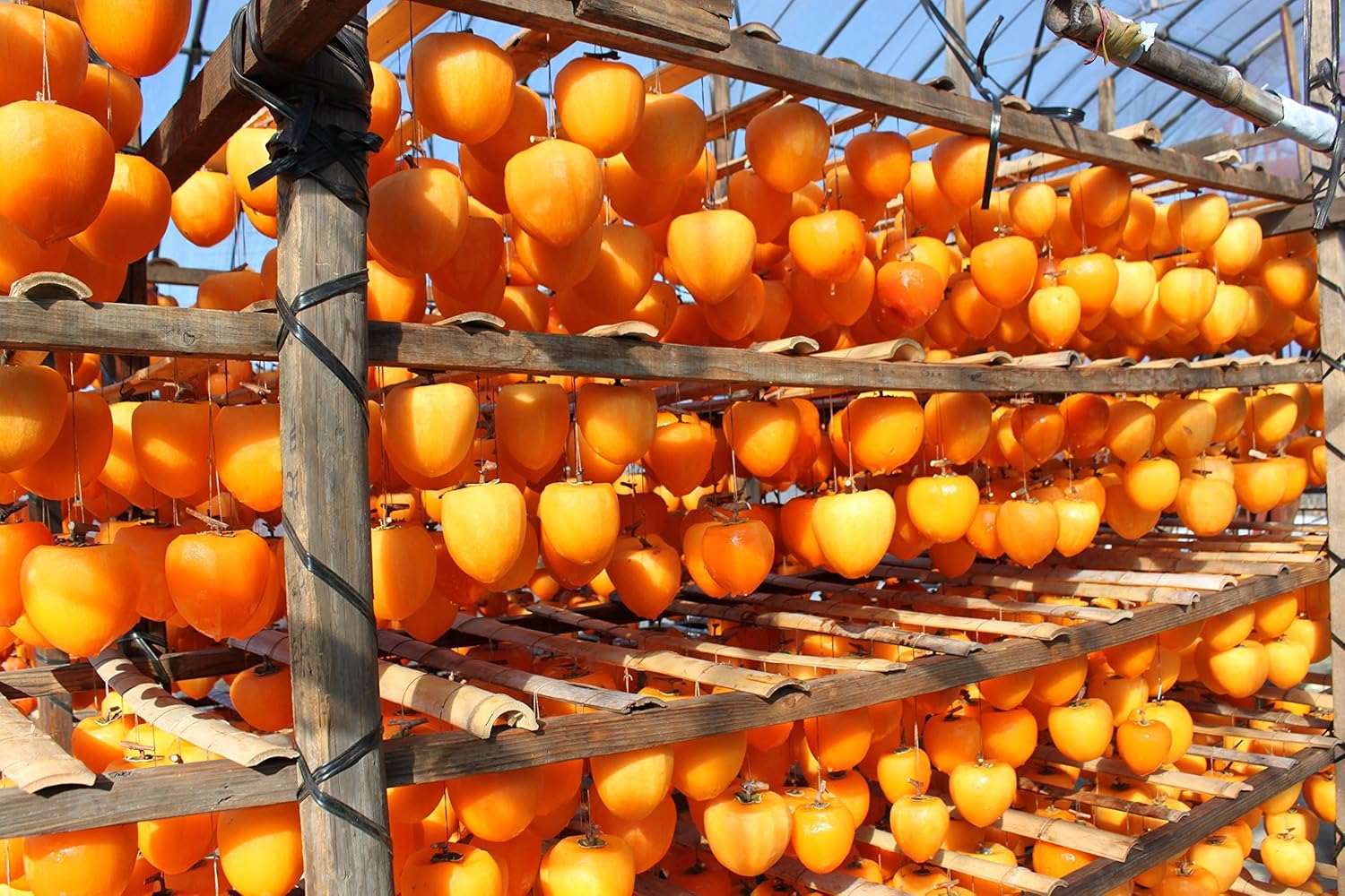 甲州百目 枯露柿（干し柿）特1箱 15～20個入り 市 田 柿 干し柿